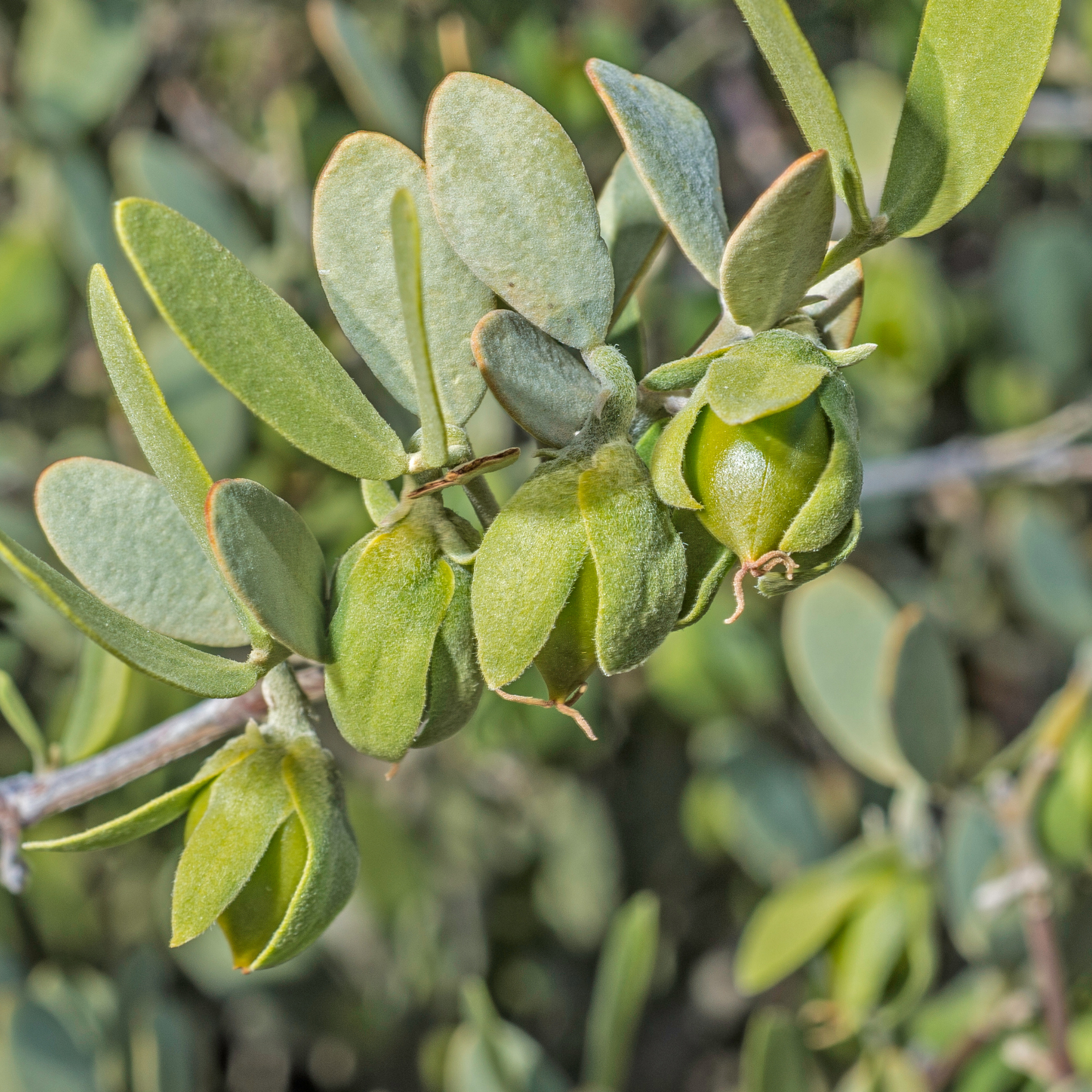 From desert farm to skin: The story behind our Arizona Jojoba