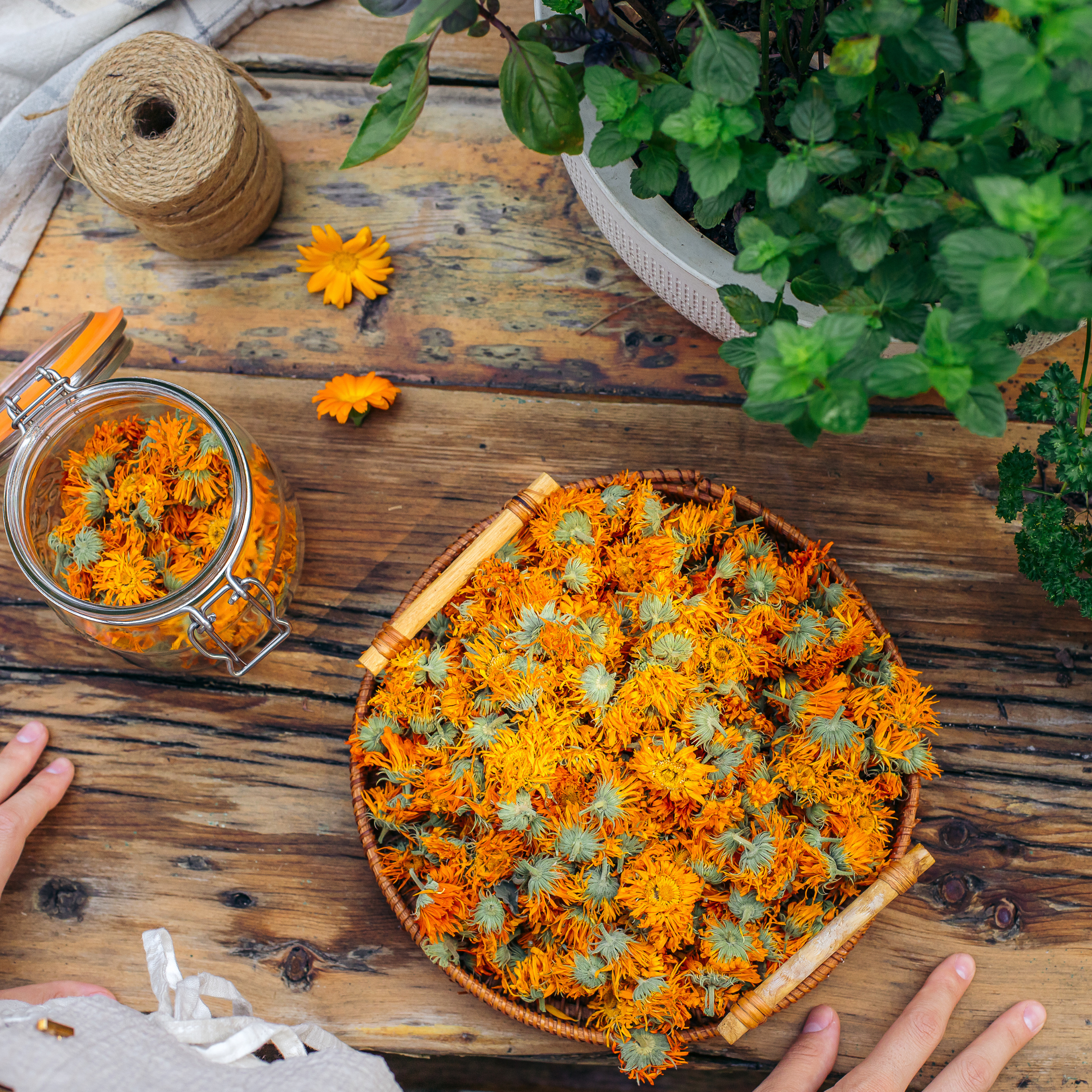 Calendula Benefits for Skin: The Golden Skin Herb