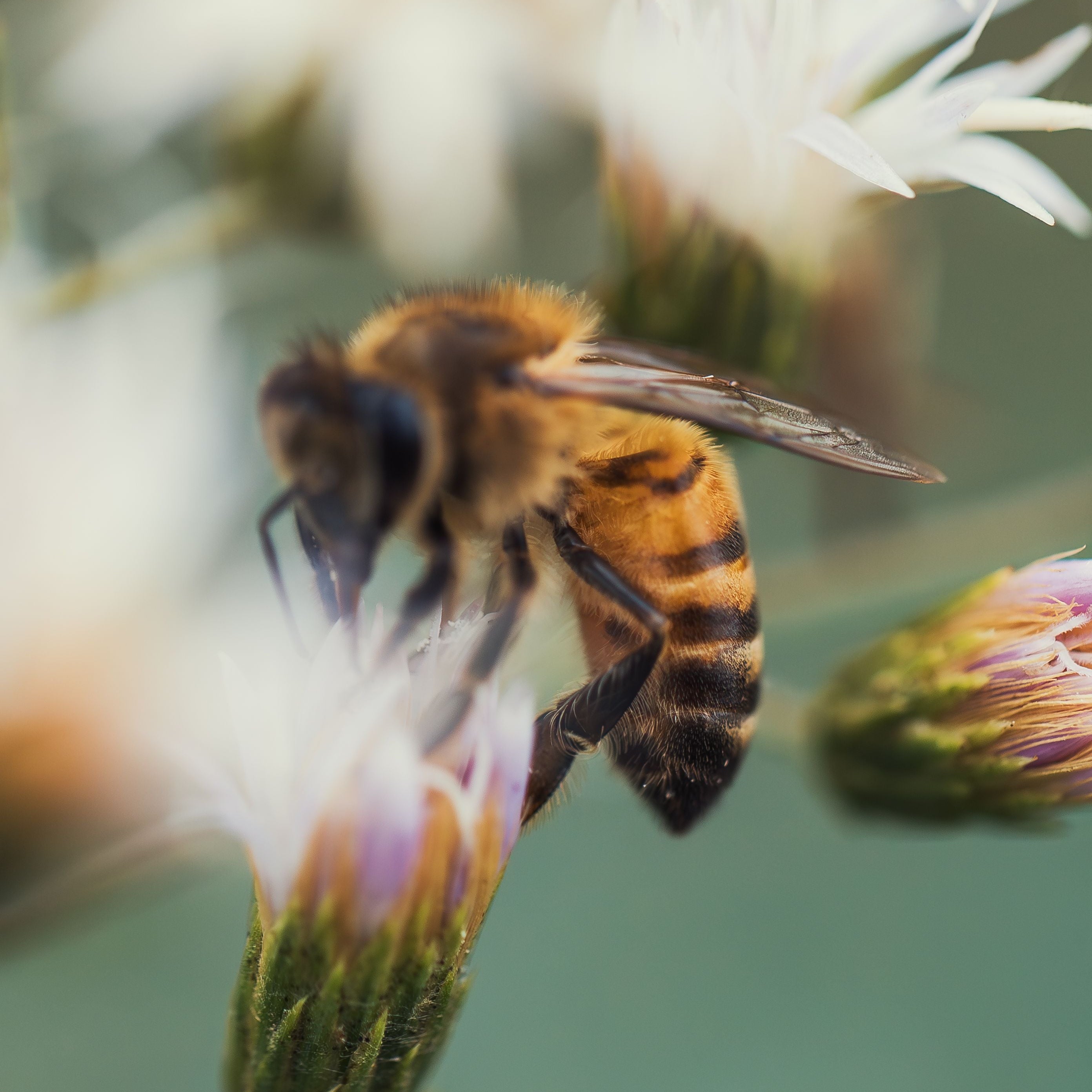 Why We Don’t Put Honey in Our Tallow Products