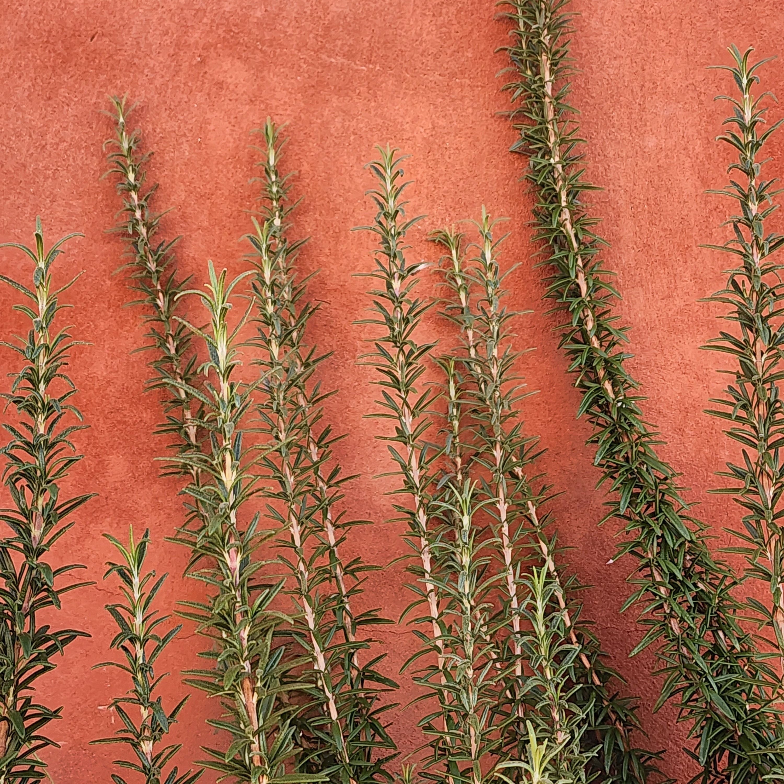 Rosemary for Hair: Benefits, Uses + What the Research Says