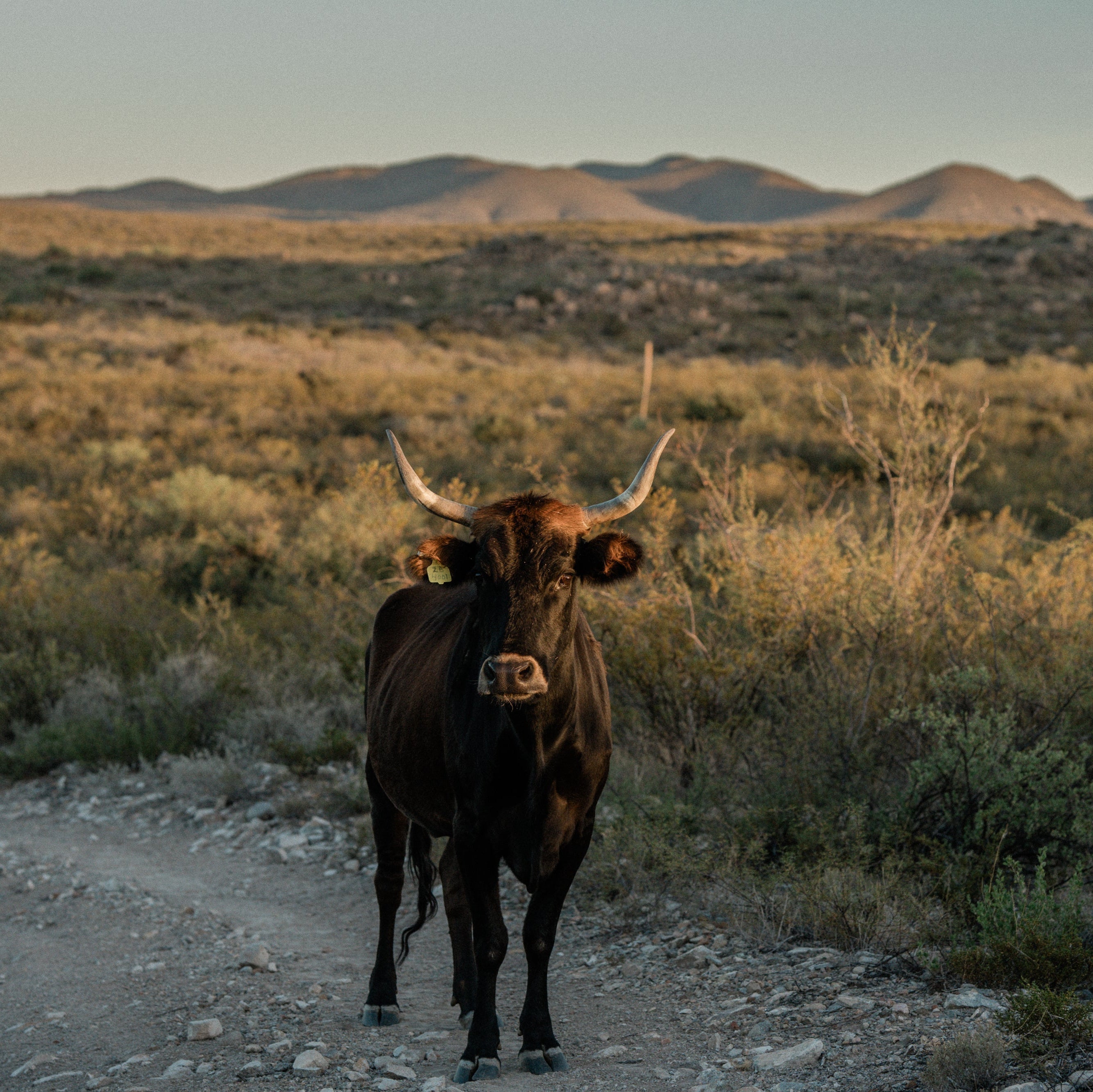 Why We Use Grass-Fed Beef Suet Instead of Regular Beef Fat