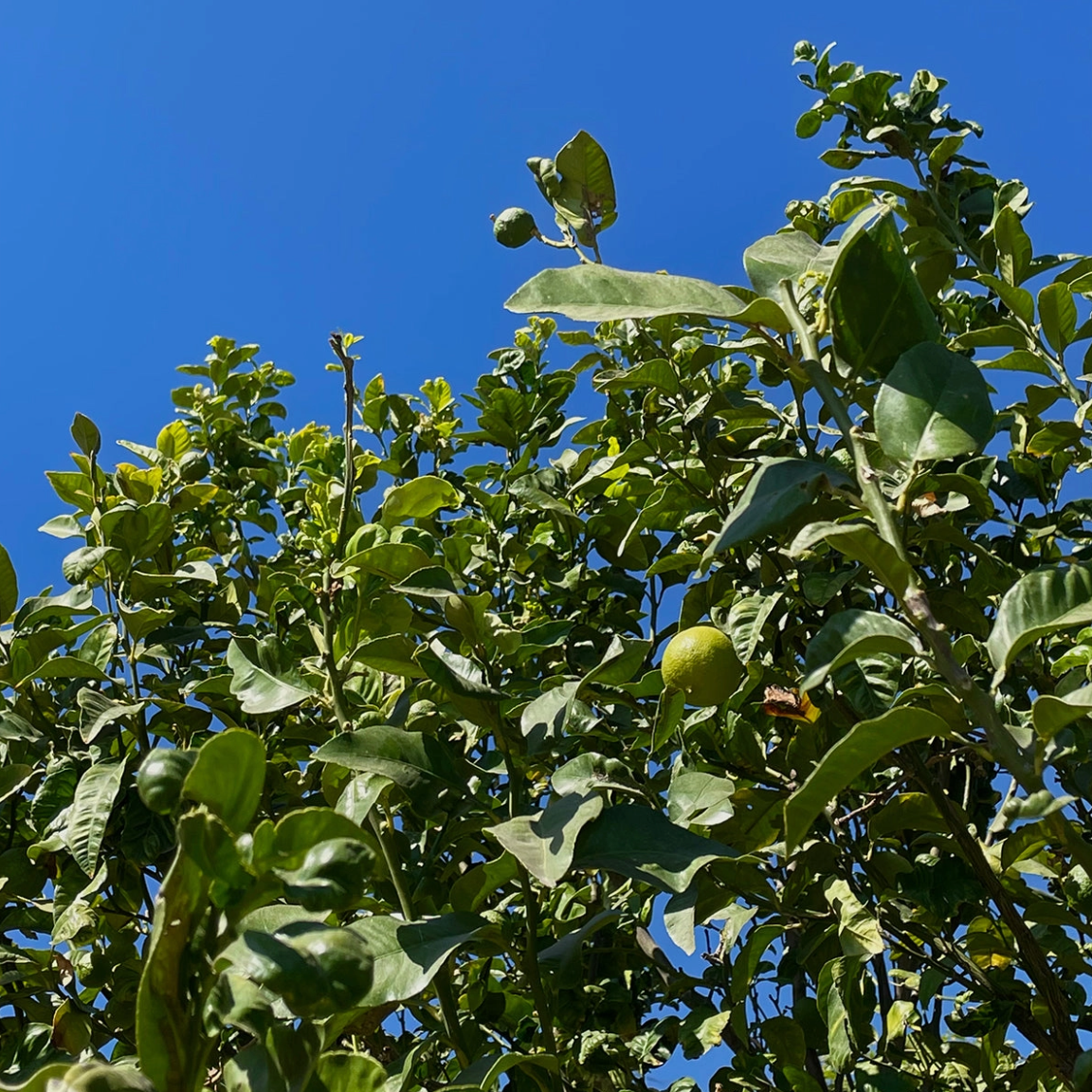 bergamot orange hydrosol