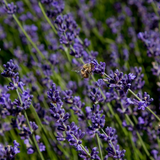 lavender hydrosol