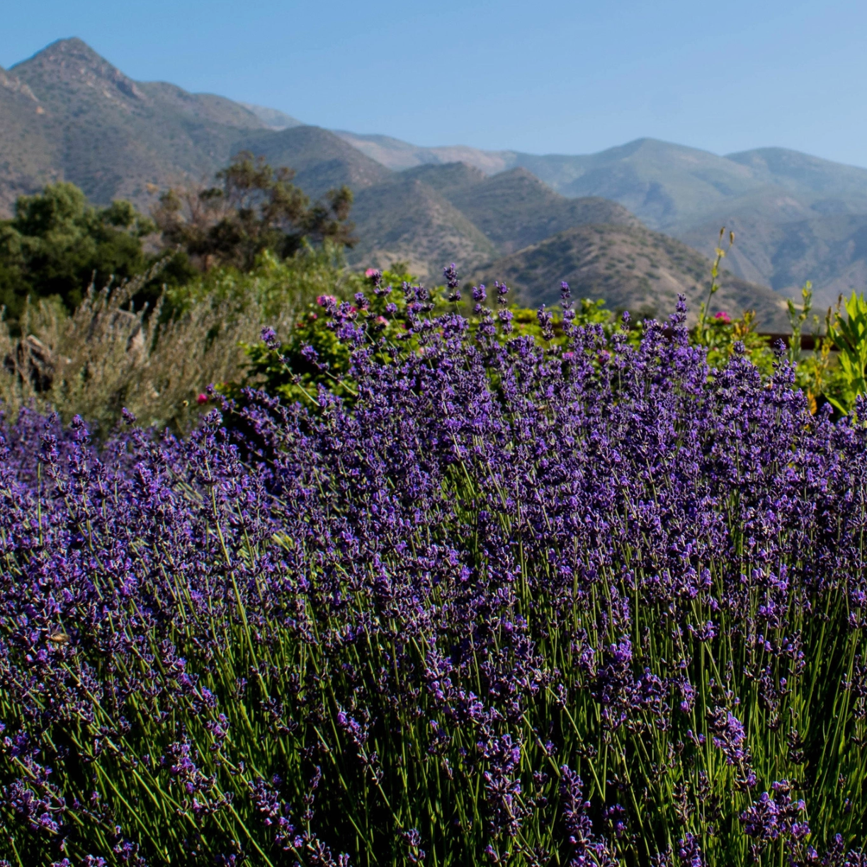 lavender hydrosol