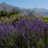 lavender hydrosol