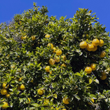 lemon hydrosol