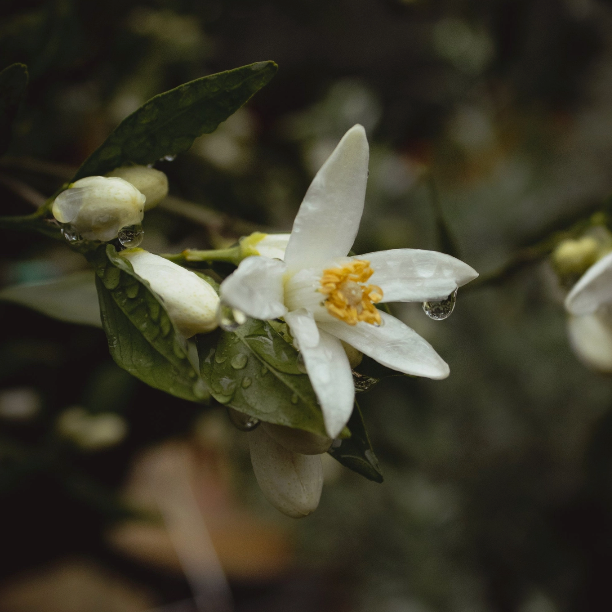 orange blossom hydrosol