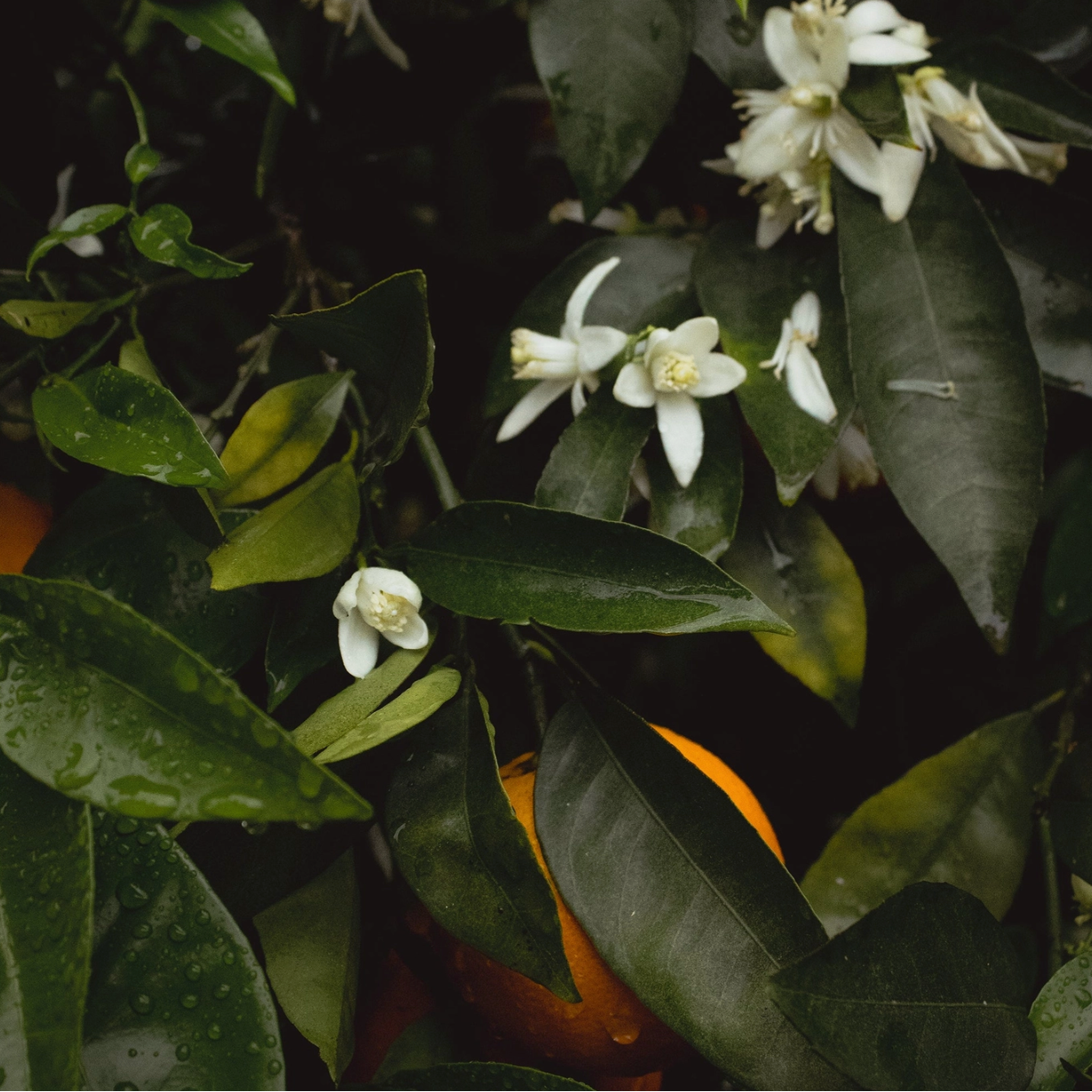 orange blossom hydrosol