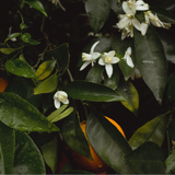 orange blossom hydrosol